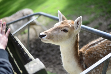 Deer is looking at the food