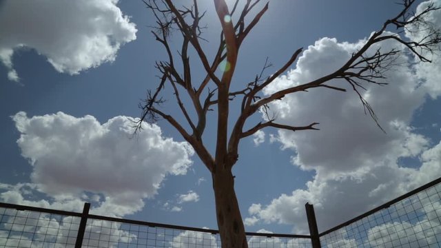 Extreme close-up low-angle still shot of partial silhouettes of dead desert tree and a farm fence with a beautiful background of serene blue sky and fluffy white clouds, Northern Territory