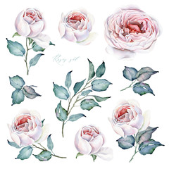 Watercolor Flowers Set. Roses Bouquets and floral elements. White and Pink Roses. Floral illustrations. Leaves and buds. Botanic compositions and elements for wedding or greeting card or other project