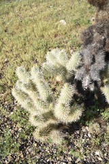 Arizona's teddy bear cholla cactus.  Nickname: Jumping cactus.