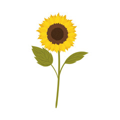 beautiful sunflower isolated icon