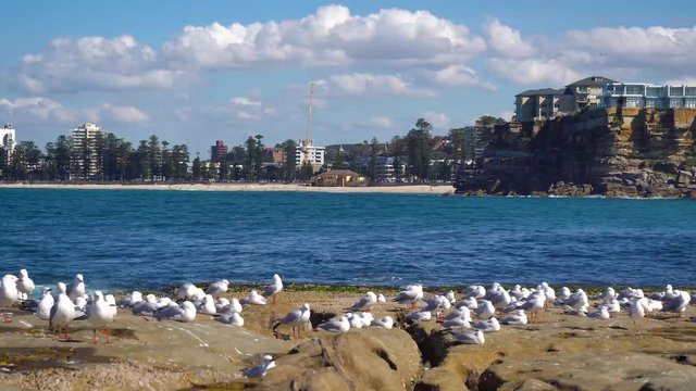 4k Video -Seagulls fly away from the rocks and come back, on a beautiful sunny day with calm waves, at Freshwater Beach on the Northern Shore in Sydney, Australia.