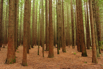 Red Wood Forest