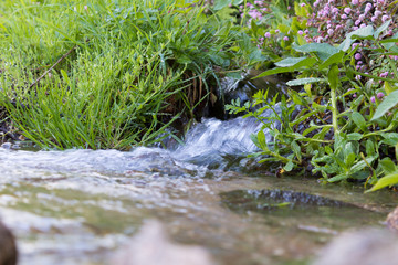 Fresh water running through the vegetation