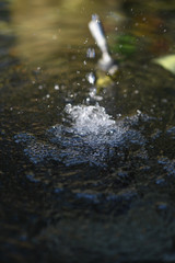 Close up shot of water dropping, created ripple in the water