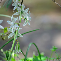 Star of Bethlehem
