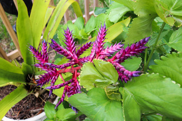 flowers on green background