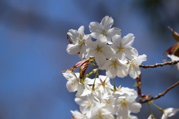 桜