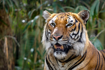 Tiger close up face