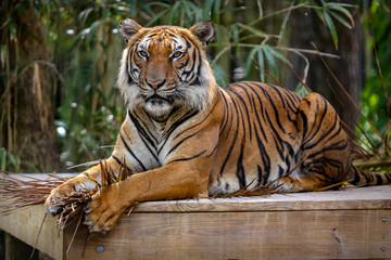 Tiger resting