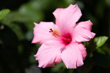 Pink Flower Up Close