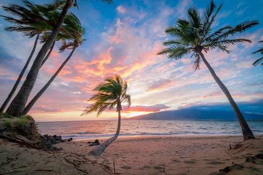 Palm trees at sunset on maui