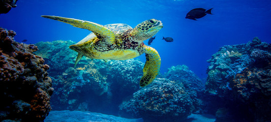 Fototapeta na wymiar Turtles in Hawaii on the reef