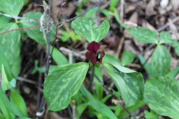 Prairie trillium at Campground Road Woods in Des Plaines, Illinos