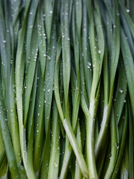 Buchu Bilder Durchsuchen 262 Archivfotos, und Videos