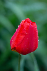 solitary red tulip after the rain