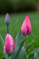 Naklejka premium emerging pink tulips in early spring show potential of life