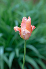 rain drops coat the tulips as they bloom in early spring