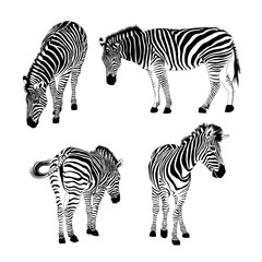 Fototapeta na wymiar Set of zebras. Wild animal texture. Striped black and white. Vector illustration isolated on white background.