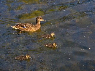 Duck family swimming on the lake when sunny spring day