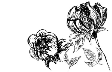 Hand Drawn  Illustrations Of Abstract Peony Flower Isolated on White. Hand Drawn Sketch of a Flower.