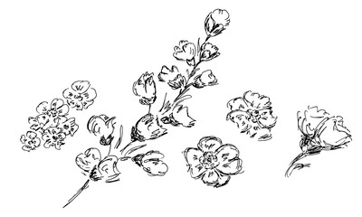 Hand Drawn  Illustrations Of Abstract Set of Flowers Isolated on White. Hand Drawn Sketch of a...