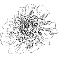 Hand Drawn  Illustrations Of Abstract Peony Flower Isolated on White. Hand Drawn Sketch of a Flower.