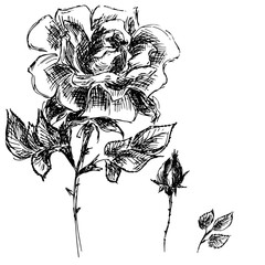 Hand Drawn  Illustrations Of Abstract Set Of Roses Flower Isolated on White. Hand Drawn Sketch of a Flower © aifeati