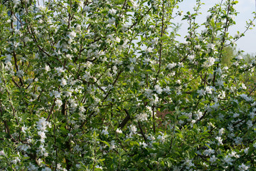 Fototapeta na wymiar apple tree with white flowers in orchard