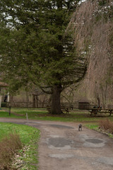 Dog walking down road