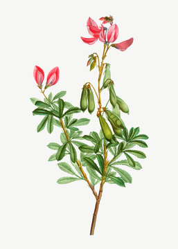 Blooming Ononis fruticosa