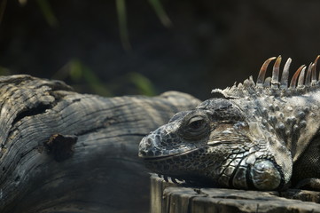 iguana in zoo