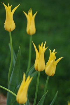 Westpoint Yellow Tulips