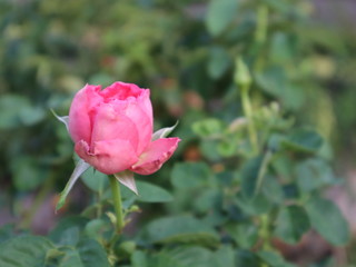Pink rose selective focus blur background