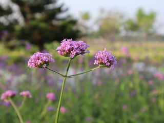 Beautiful purple flowers field selective focus blur background
