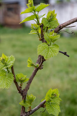 Young grapes in the garden.