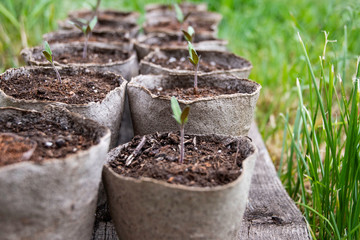 Seedlings for growing tomatoes in the garden on the background of grass, in peat pots.