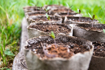 Seedlings for growing tomatoes in the garden on the background of grass, in peat pots.