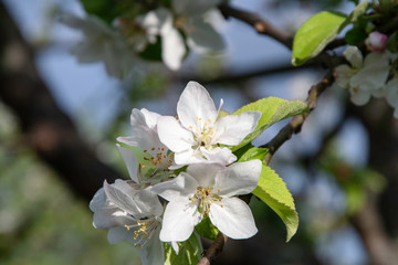 Apple tree blooms, flower buds in the garden.