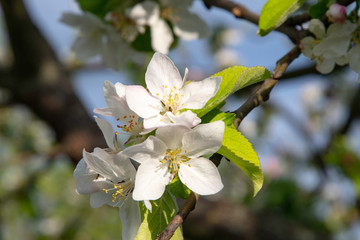 Apple tree blooms, flower buds in the garden.