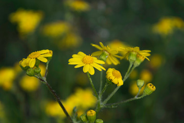 jacobaea vulgaris in the garden.
