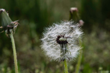 Dandelions on a lawn in the garden.