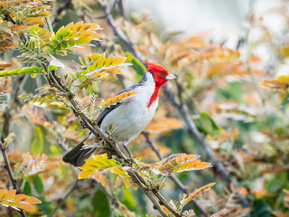 Red-crested Cardinal (Paroaria coronata) perching on a tree branch, Maui, Hawaii