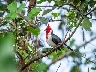 Red-crested Cardinal (Paroaria coronata) perching on a tree branch, Maui, Hawaii