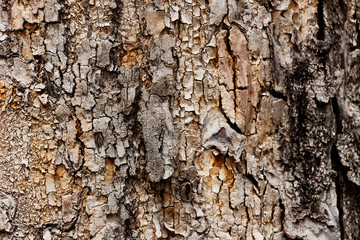 Textura de árbol en primer plano con grietas y detalles