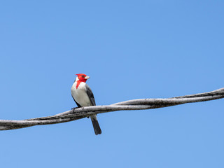 Red-crested Cardinal (Paroaria coronata) perching on wire, Maui, Hawaii