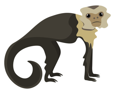 Drawing Of A Brown Capuchin Monkey Set On Isolated White Background Viewed From The Side Vector Or Color Illustration