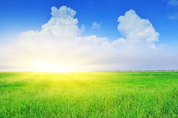 Fototapeta na wymiar Green field And Blue Sky Background
