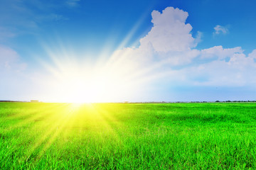Green field  And Blue Sky Background