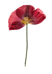 Pressed and dried flower poppy, isolated on white